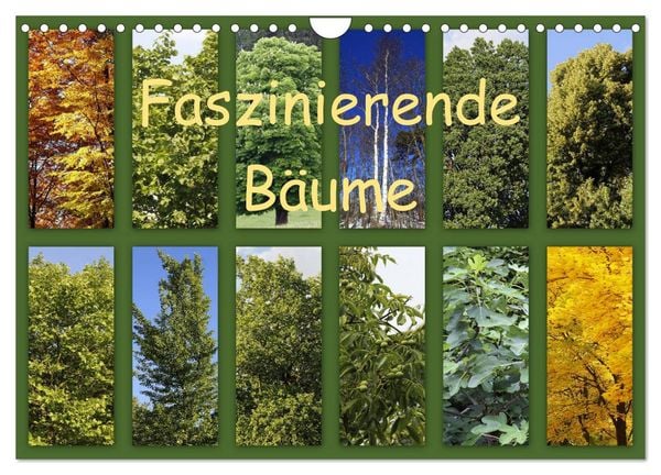 Produktbild: Faszinierende B&auml;ume (Wandkalender 2026 DIN A4 quer), CALVENDO Monatskalender