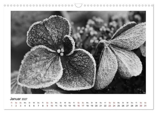 Produktbild: Die grafische Sch&ouml;nheit der Pflanzen &ndash; Schwarz-Wei&szlig; (Wandkalender 2027 DIN A3 quer), CALVENDO Monatskalender