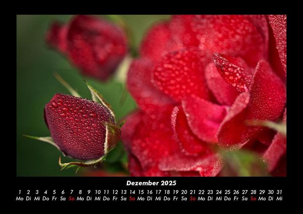 Produktbild: Rosentraum 2025 Fotokalender DIN A3