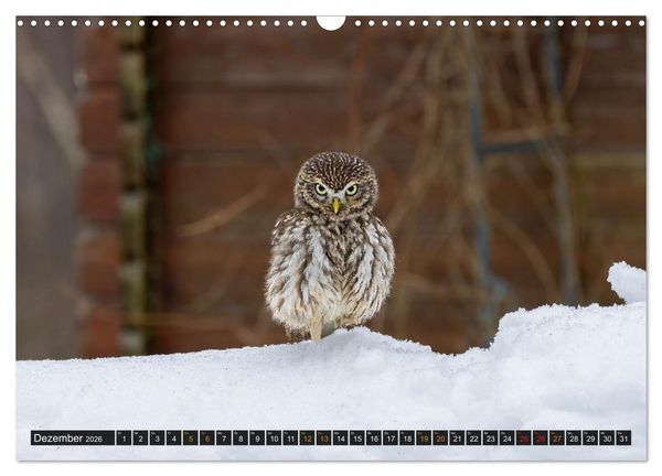 Produktbild: Eulen - Fl&uuml;gel der Nacht (Wandkalender 2026 DIN A3 quer), CALVENDO Monatskalender