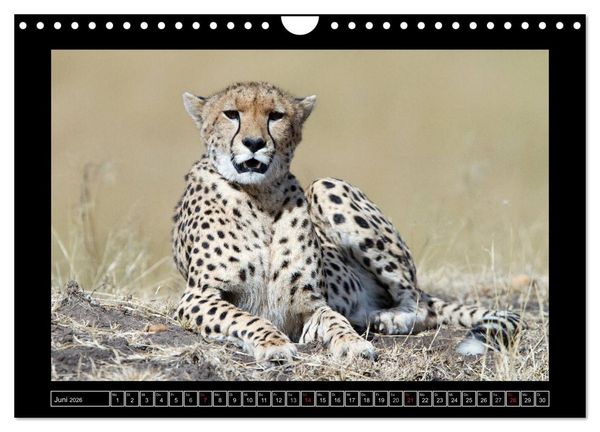 Produktbild: Afrikas Katzen (Wandkalender 2026 DIN A4 quer), CALVENDO Monatskalender
