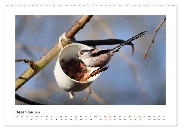 Produktbild: Gefiederte Garteng&auml;ste, Schwanzmeisen (hochwertiger Premium Wandkalender 2026 DIN A2 quer), Kunstdruck in Hochglanz