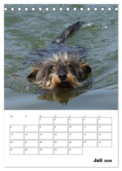 Produktbild: Liebenswerte Zwergrauhaardackel (Tischkalender 2026 DIN A5 hoch), CALVENDO Monatskalender
