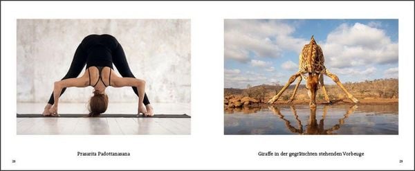 Produktbild: Tiere machen Yoga