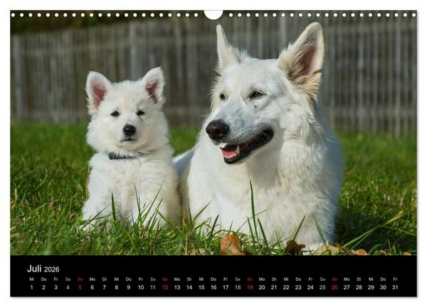 Produktbild: Wei&szlig;er Schweizer Sch&auml;ferhund - Ein Tag im Leben einer Hundefamilie (Wandkalender 2026 DIN A3 quer), CALVENDO Monatskalender