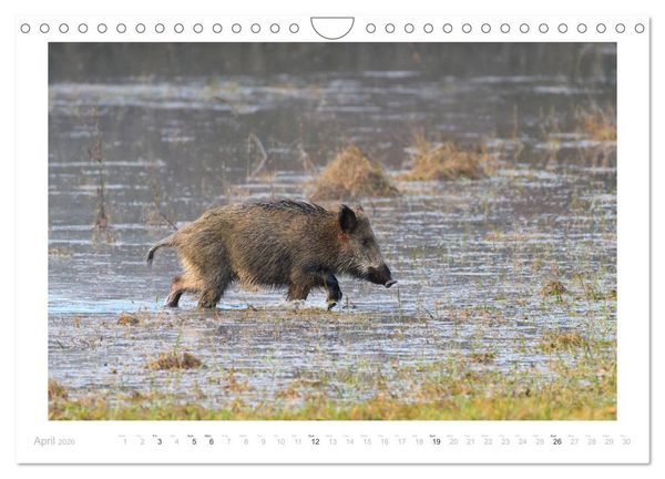 Produktbild: Wild Boars (Wall Calendar 2026 DIN A4 landscape), CALVENDO 12 Month Wall Calendar