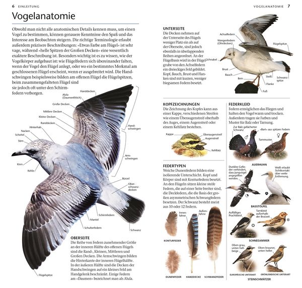 Produktbild: V&ouml;gel