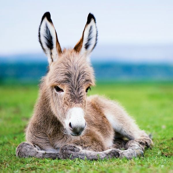 Produktbild: Esel / Donkeys 2027