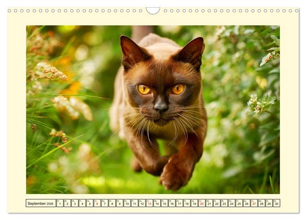 Produktbild: Burma-Katzen. Ausstrahlung und Anmut der faszinierenden Samtpfoten (Wandkalender 2026 DIN A3 quer), CALVENDO Monatskalender