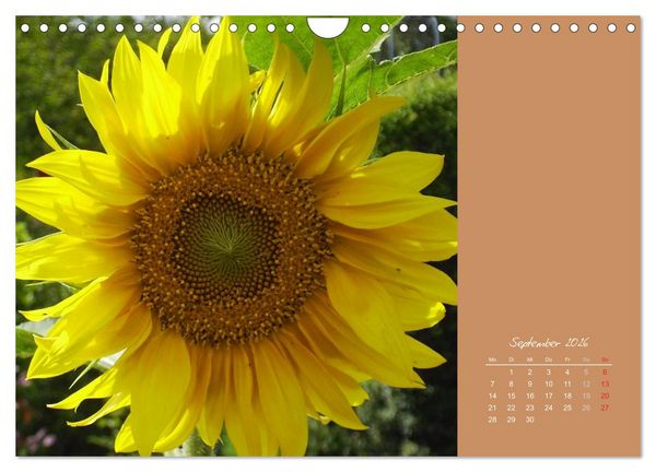 Produktbild: Gartentr&auml;ume (Wandkalender 2026 DIN A4 quer), CALVENDO Monatskalender