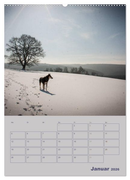 Produktbild: Kurzhaarcollies (Wandkalender 2026 DIN A2 hoch), CALVENDO Monatskalender