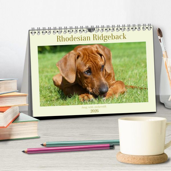 Produktbild: Rhodesian Ridgeback - Jung, wild, zuckers&uuml;&szlig; (Tischkalender 2026 DIN A5 quer), CALVENDO Monatskalender