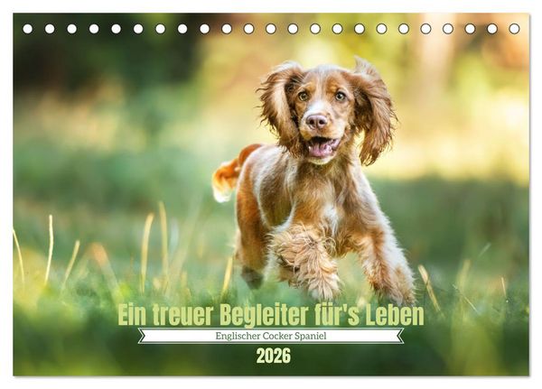 Englischer Cocker Spaniel (Tischkalender 2026 DIN A5 quer), CALVENDO Monatskalender