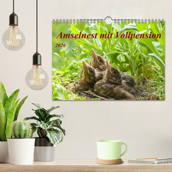 Produktbild: Amselnest mit Vollpension (Wandkalender 2026 DIN A4 quer), CALVENDO Monatskalender