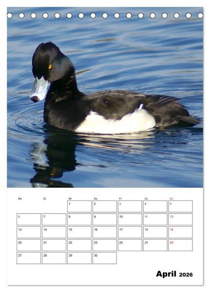Produktbild: Liebenswerte Enten (Tischkalender 2026 DIN A5 hoch), CALVENDO Monatskalender