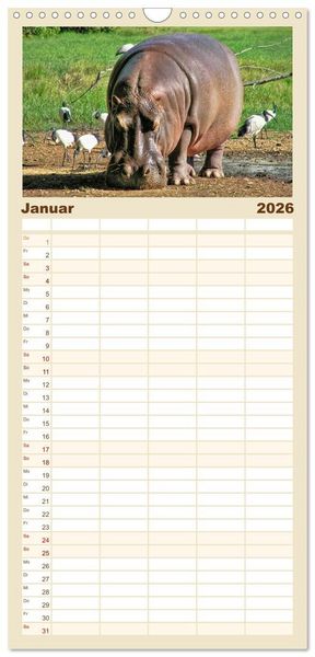Produktbild: Familienplaner 2026 - Flusspferde - gem&uuml;tlich gef&auml;hrlich mit 5 Spalten (Wandkalender, 21 x 45 cm) CALVENDO
