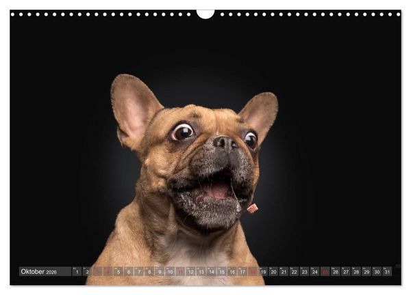 Produktbild: Fang das Leckerlie (Wandkalender 2026 DIN A3 quer), CALVENDO Monatskalender