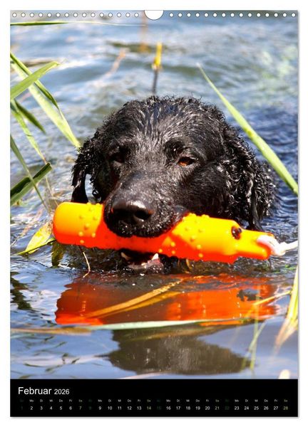 Produktbild: Curly Coated Retriever 2026 (Wandkalender 2026 DIN A3 hoch), CALVENDO Monatskalender