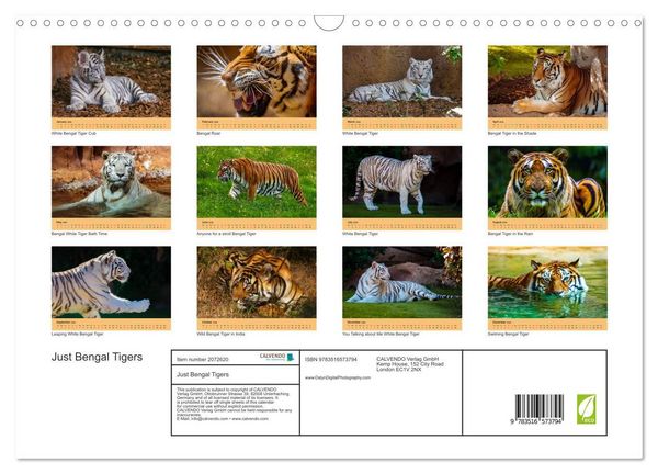 Produktbild: Just Bengal Tigers (Wall Calendar 2026 DIN A3 landscape), CALVENDO 12 Month Wall Calendar