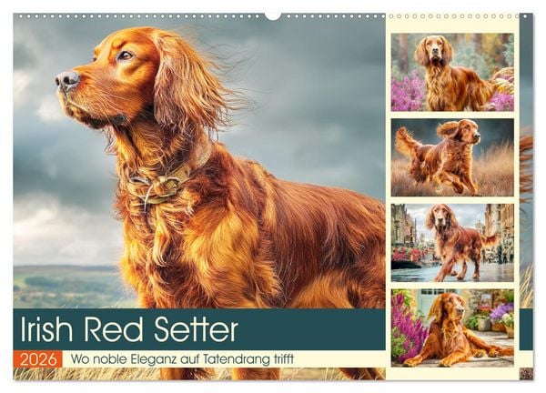 Irish Red Setter. Wo noble Eleganz auf Tatendrang trifft (Wandkalender 2026 DIN A2 quer), CALVENDO Monatskalender