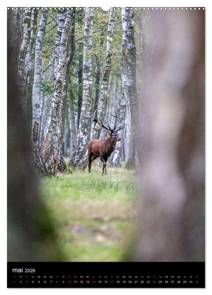 Produktbild: LE CERF EN FRANCE (Calendrier mural 2026 DIN A2 horizontal) calendrier de bureau