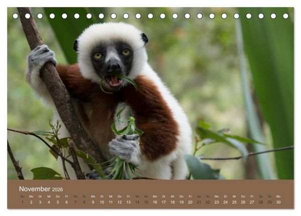 Produktbild: Madagaskars wundersame Tierwelt (Tischkalender 2026 DIN A5 quer), CALVENDO Monatskalender