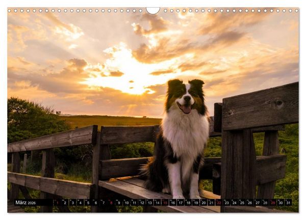 Produktbild: Australian Shepherd - Lebensfreude auf vier Pfoten (Wandkalender 2026 DIN A3 quer), CALVENDO Monatskalender