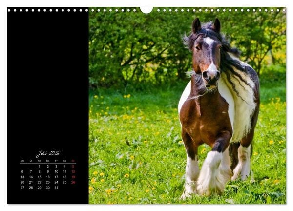 Produktbild: Irish Tinker (Wandkalender 2026 DIN A3 quer), CALVENDO Monatskalender