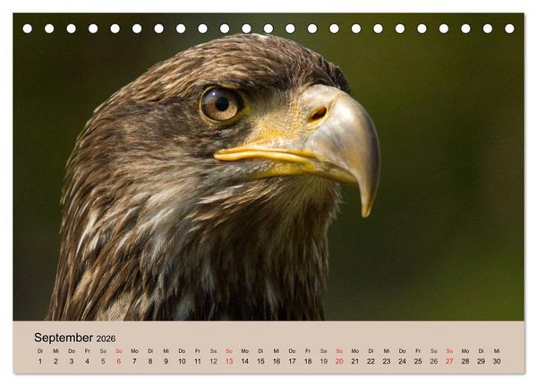 Produktbild: Der Steinadler. Majest&auml;tischer Greifvogel (Tischkalender 2026 DIN A5 quer), CALVENDO Monatskalender
