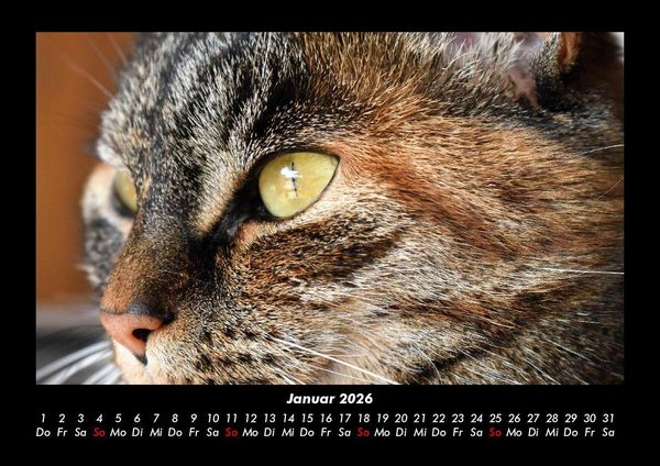 Produktbild: F&uuml;r Katzenfreunde 2026 Fotokalender DIN A3