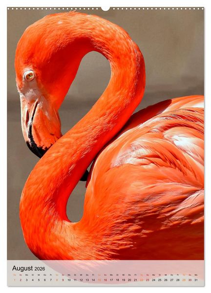 Produktbild: Flamingos - Eleganz und Sch&ouml;nheit (Wandkalender 2026 DIN A2 hoch), CALVENDO Monatskalender