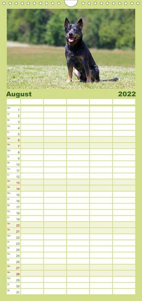 Produktbild: Familienplaner Faszinierende Australian Cattle Dogs (Wandkalender 2022 , 21 cm x 45 cm, hoch)