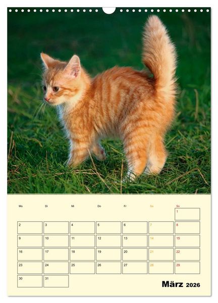 Produktbild: K&auml;tzchen - Theater (Wandkalender 2026 DIN A3 hoch), CALVENDO Monatskalender