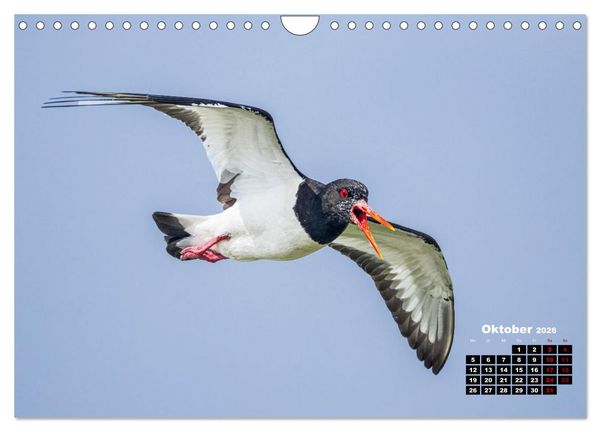 Produktbild: Die Vogelwelt der &Auml;u&szlig;eren Hebriden (Wandkalender 2026 DIN A4 quer), CALVENDO Monatskalender