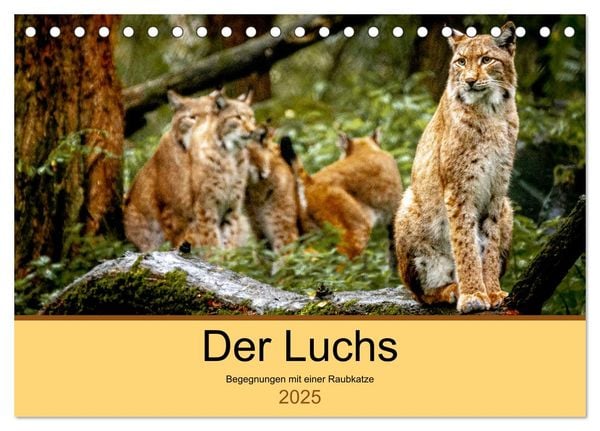 Der Luchs - Begegnungen mit einer Raubkatze (Tischkalender 2025 DIN A5 quer), CALVENDO Monatskalender