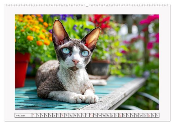 Produktbild: Cornish Rex Katzen. Ein Hauch von Extravaganz mit Locken und Charakter (Wandkalender 2026 DIN A2 quer), CALVENDO Monatskalender