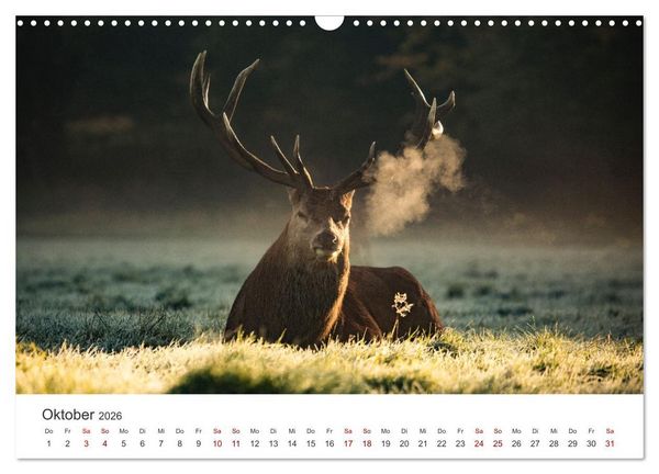 Produktbild: Rothirsche - Die imposanten K&ouml;nige der W&auml;lder. (Wandkalender 2026 DIN A3 quer), CALVENDO Monatskalender
