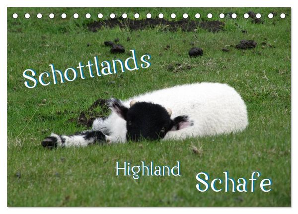 Produktbild: Schottlands Highland Schafe (Tischkalender 2026 DIN A5 quer), CALVENDO Monatskalender