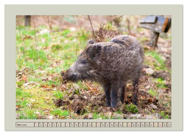 Produktbild: Wildschweine ganz nah an der Sau (Sus scrofa) von Tanja Riedel (hochwertiger Premium Wandkalender 2026 DIN A2 quer), Kunstdruck in Hochglanz