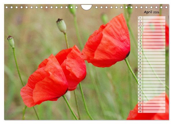 Produktbild: Klatschmohn im Feld (Wandkalender 2026 DIN A4 quer), CALVENDO Monatskalender