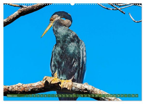 Produktbild: Waldstorch und Anhinga (Wandkalender 2026 DIN A2 quer), CALVENDO Monatskalender