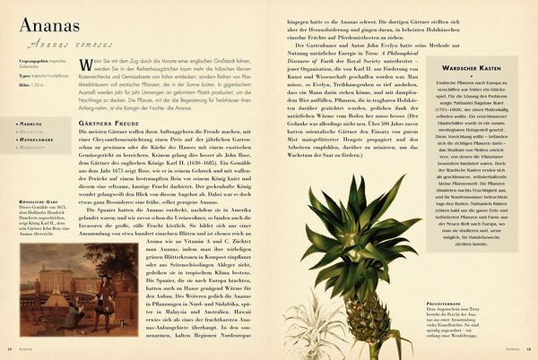 Produktbild: 50 Pflanzen