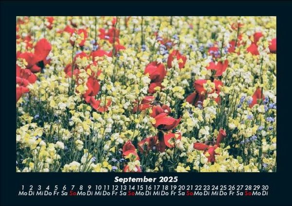 Produktbild: Blumentr&auml;ume 2025 Fotokalender DIN A5