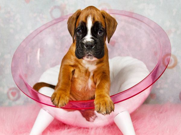 Produktbild: CALVENDO Puzzle Knuddelalarm - Boxerbaby | 1000 Teile Lege-Gr&ouml;&szlig;e 64x48cm Foto-Puzzle f&uuml;r gl&uuml;ckliche Stunden