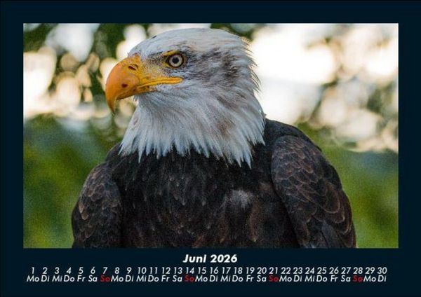 Produktbild: Adler 2026 Fotokalender DIN A5