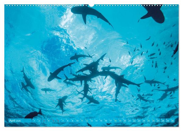 Produktbild: Hai: Raubtier der Meere (Wandkalender 2026 DIN A2 quer), CALVENDO Monatskalender