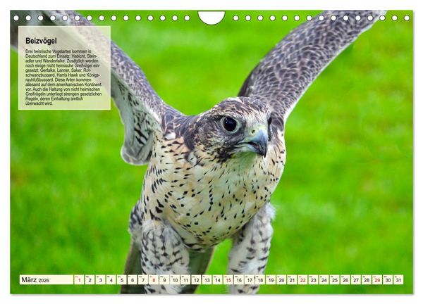 Produktbild: Kulturerbe Falknerei (Wandkalender 2026 DIN A4 quer), CALVENDO Monatskalender