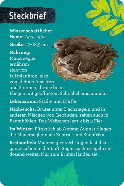 Produktbild: 50 V&ouml;gel bestimmen