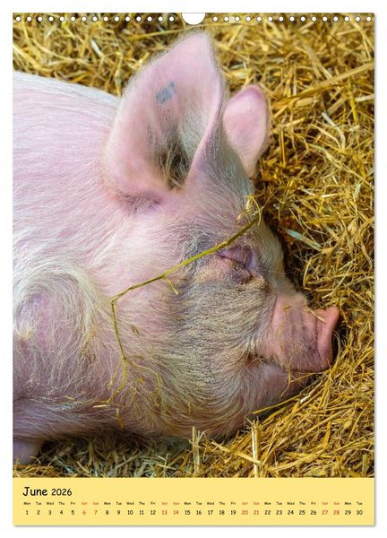Produktbild: Just Pigs (Wall Calendar 2026 DIN A3 portrait), CALVENDO 12 Month Wall Calendar