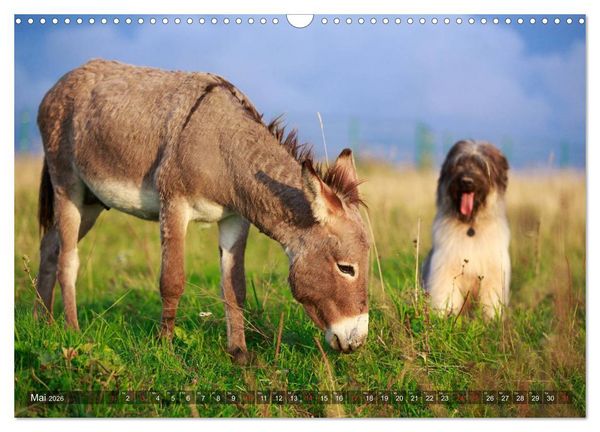 Produktbild: Kleiner Esel. Boldewyn und seine Freunde (Wandkalender 2026 DIN A3 quer), CALVENDO Monatskalender